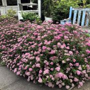 Спирея японская Нана Р9