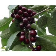 Сливово-вишневый гибрид Омская Ночка Р9