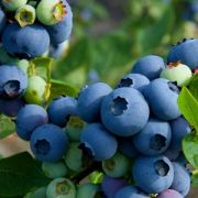 Голубика Патриот С2 осень