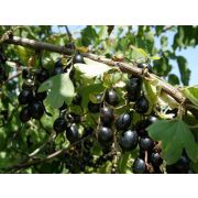 Смородино-крыжовниковый гибрид Йошта Рекст 1 л осень