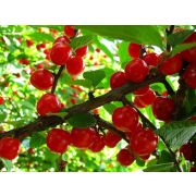 Войлочная вишня Лето 0,8л осень