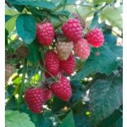 Малина рем. Дочь Геракла С1 осень