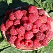 Малина ремонт. Королевский пингвин С1 осень