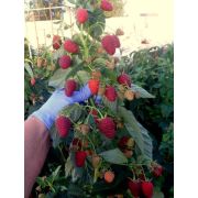 Малина Галактика С1 осень