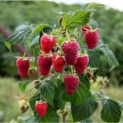 Малина рем. Брянское Диво С0,5 осень