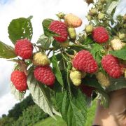 Малина Исполин (Гордость России) С1 осень