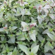 Мята Ментоловая Р9