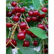 Вишня Превосходная Колесникова С4