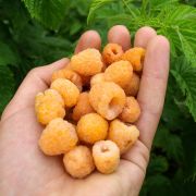 Малина рем. Альт Голд (желтая) С2