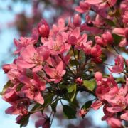 Яблоня Красномясая Шафран Саянский С5