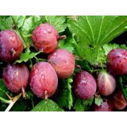 Крыжовник Русский Красный С1