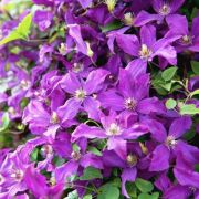 Клематис Полиш Спирит С1