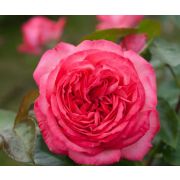 Роза Плетистая Антик89 (С4 (Р)