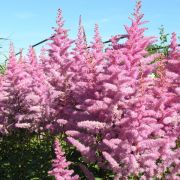 Астильба Америка С2