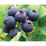 Ирга Ольхолистная Ханивуд С2