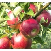 Яблоня Серебряное копытце ЗКС 2л