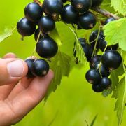 Смородина Нилга ОКС осень