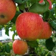 Яблоня	Безгуда С2