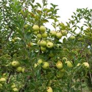 Яблоня карликовая Чудное 0,8 осень