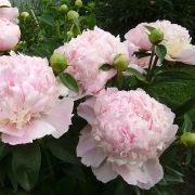 Пион Свит 16 (корень 3-5 п)