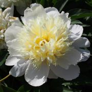 Пион Примавера С5