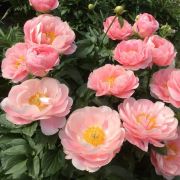 Пион Салмон Шифон С3