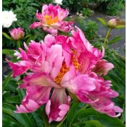 Пион Черри Твист (корень 3-5 п)