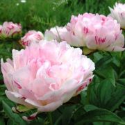 Пион Петит Элегантс (корень 3-4 п)