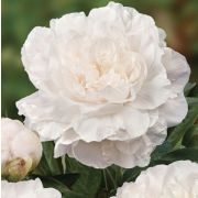 Пион Мазерс Чоис С4