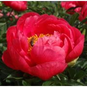 Пион Корал Меджик С3