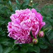 Пион Барбара С2