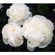 Пион Эльза Сасс С3