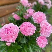 Пион Сара Бернар С3