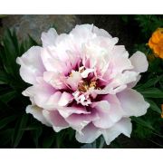 ИТО Пион Кора Луиза С5