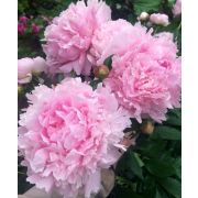 Пион Альберт Краусс С4