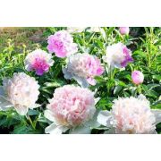 Пион Мистер Эд С2