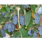 Жимолость Канадская Северный Буран С2