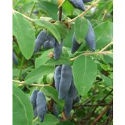 Жимолость Сильгинка С2 весна