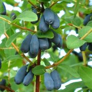 Жимолость Синяя Птица ЗКС С1