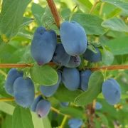 Жимолость Северная Красавица С3