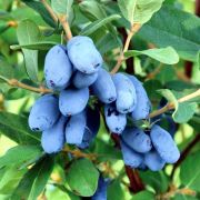 Жимолость камчатская Бореалис С1,5