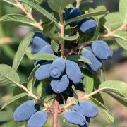 Жимолость Медовая пчелка 0,8 л осень