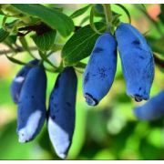 Жимолость канадская Аврора 0,8л осень