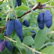 Жимолость Голубое Сокровище С1,6