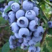 Голубика Ханна Чойс С1.5 весна