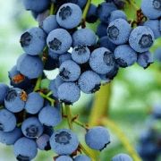 Голубика Блю кроп С1,5 весна