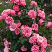 Роза Флорибунда Леонардо да Винчи флор Европа С4