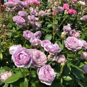 Роза Новалис флорибунда Кордес Европа С4