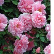 Роза Канадская Джон Девис  Европа С4