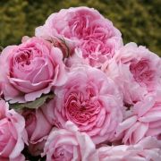 Роза Александра Принцесса Люксембургская Шраб Кордес Европа С4